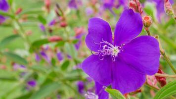 viola fiore fioriture meravigliosamente su un' sfocato foglia sfondo foto