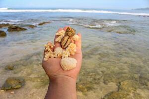 un' mazzo di conchiglie, conchiglie e mare pietre. foto