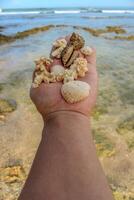 un' ritratto un' mazzo di conchiglie, conchiglie e mare pietre posto su il palme di fronte il oceano Visualizza. foto