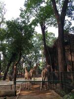 tre giraffe nel un' gabbia foto