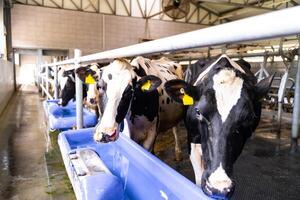 latteria produzione campagna. mucca testa nel hangar per latte agricoltura. foto