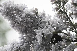 bellissimo ramo lilla pallido che fiorisce nel giardino primaverile all'aperto foto