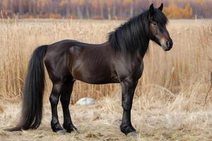 ritratto di un islandese cavallo nel campo foto