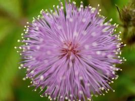 primo piano del fiore di mimosa pudia foto