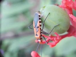 primo piano di coccinella su pianta verde foto