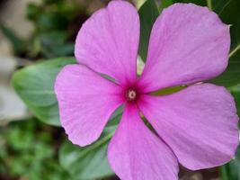 primo piano di un fiore viola con sfondo sfocato foto