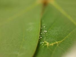 primo piano di goccioline su una foglia verde foto