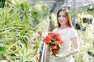 donna detiene un' pentola di fiori nel sua mani, in crescita impianti per saldi, pianta come un' regalo, fiori nel un' serra, in vaso pianta. foto