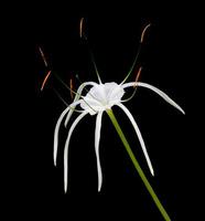 hymenocallis speciosa, il giglio di ragno verde, una pianta di fiori bianchi isolata su sfondo nero. un bel fiore fresco in natura. foto