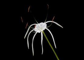 hymenocallis speciosa, il giglio di ragno verde, una pianta di fiori bianchi isolata su sfondo nero. un bel fiore fresco in natura. foto