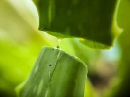 una comune pianta domestica. aloe vera con il suo gel dai molteplici benefici. foto