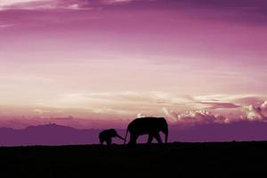 una madre elefante cammina con il suo cucciolo. immagine silhouette con sfondo crepuscolare estremo foto
