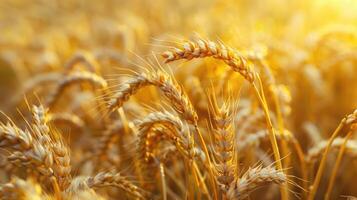 Grano campo. orecchie di d'oro Grano avvicinamento. raccogliere concetto. foto