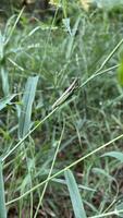 verde cavalletta arroccato su un' lama di erba foto