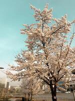 pieno fioritura ciliegia fiorire albero nel urbano ambientazione durante primavera foto