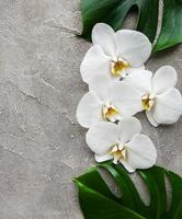 foglie tropicali monstera e fiori di orchidea bianca foto