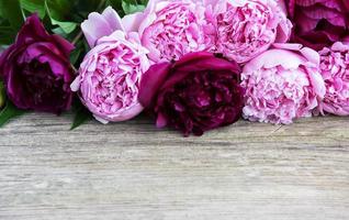 bellissimi fiori di peonia rosa foto