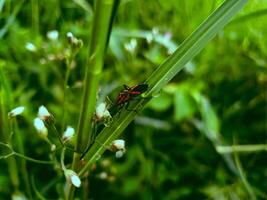 vicino su di rosso insetto su il pianta foto