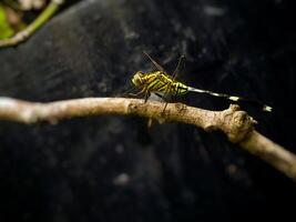 vicino su di libellula su il pianta foto