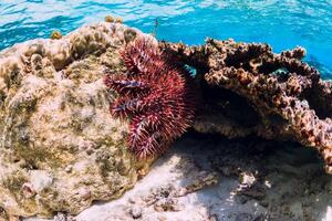 subacqueo scena con coralli e stella marina nel tropicale mare foto