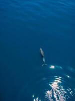 aereo Visualizza di bottlenose delfino nel blu mare. acquatico animale foto