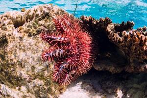 subacqueo Visualizza con rosso stella marina e coralli nel blu mare foto