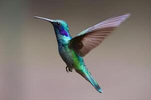 ritratto di un' colibrì quello è volante nel il cielo foto