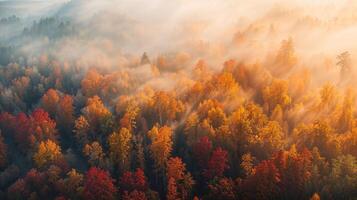 naturale paesaggio di un' nebbioso foresta durante tramonto a partire dal un aereo Visualizza foto