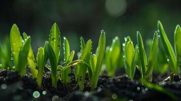 lussureggiante verde impianti germinazione a partire dal il suolo la creazione di un' naturale paesaggio foto
