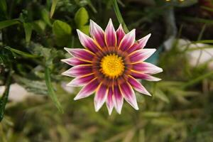 godere un attraente bellissimo fiore giardino e fiori foto