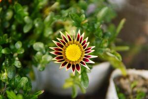 godere un attraente bellissimo fiore giardino e fiori foto