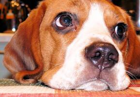 beagle domestico cane, usi mobilia per Giochi e riposo foto
