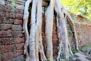 enorme radici di giungla alberi nel il templi di Cambogia foto