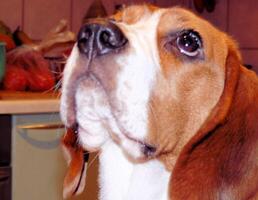 beagle domestico cane, usi mobilia per Giochi e riposo foto