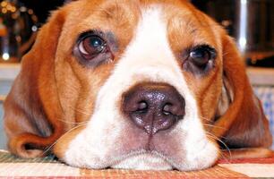 beagle domestico cane, usi mobilia per Giochi e riposo foto