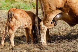 giovane vitello in allattamento, settentrionale Portogallo foto