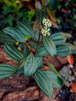 Viburnum davidii in crescita nel giapponese giardino foto