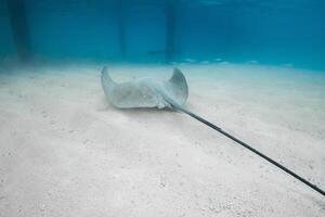 puntura raggio pesce nel tropicale blu mare. Stingray subacqueo su sabbioso mare parte inferiore. foto