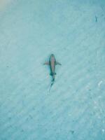 infermiera squalo nel trasparente oceano su superficiale acqua. aereo Visualizza foto