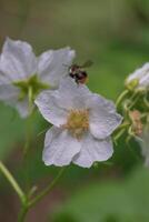 bombo su Thimbleberry fiore foto