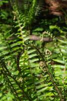 spada felce o polystichum munitum foto