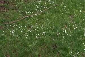 margherita o bellis perennis foto