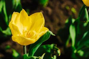 avvicinamento di un' giallo tulipano nel un' botanico giardino foto