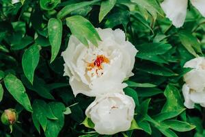 bianca peonia fiore avvicinamento nel botanico giardino foto