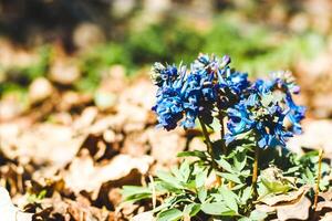 avvicinamento Corydalis nel il botanico giardino foto