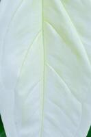syngonium podophyllum, punta di freccia vite o piede d'oca pianta o Araceae foto