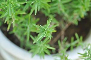 rosmarino, Rosmarinus o Rosmarinus officinalis foto