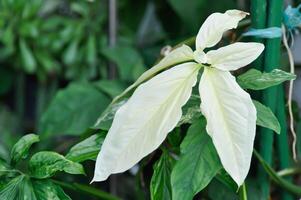 syngonium podophyllum, punta di freccia vite o piede d'oca pianta o Araceae foto