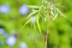 Salix babylonica var o pekinensis o pendula o pianto salice o Salix babylonica io, salicacee foto
