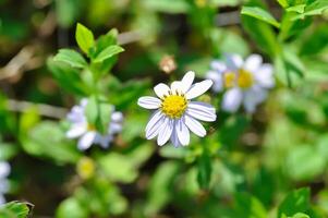 viola bellis perennis , viola margherita o astro tatarico o tatarian astro o tatarian margherita o tatarinows astro o Asteraceae o asterea o astro o astro indicus o Kalimeris incisa o blu stella foto